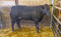 1 Champion Beast A and M Fitzsimon